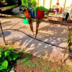 Meet your Posher, Elsayed